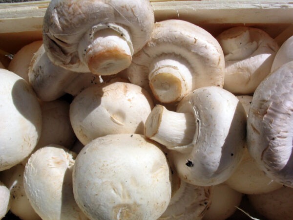 FUNGHI FRESCHI PER SOTT'OLIO